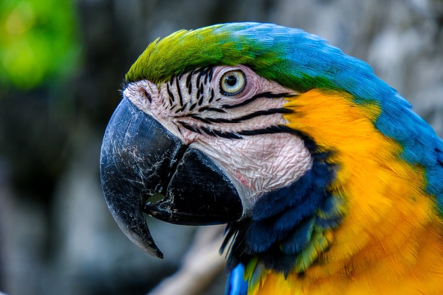 The colorful face of a blue and yellow parrot at the Bali Zoo