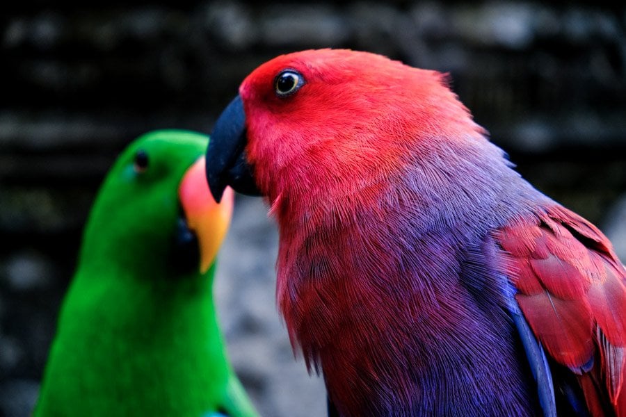 Red parrot and green parrot at the Bali Zoo