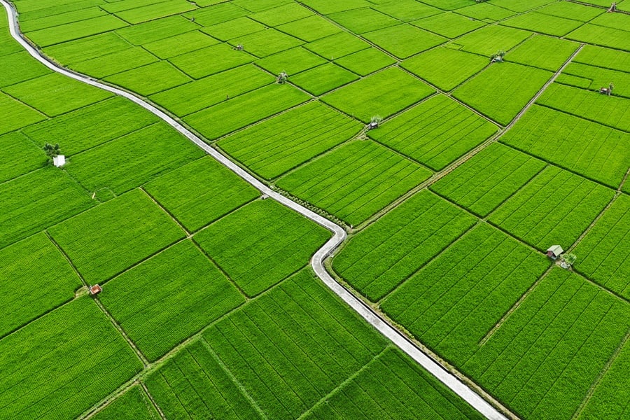 Drone view of green rice fields at Sanur, Denpasar in Bali