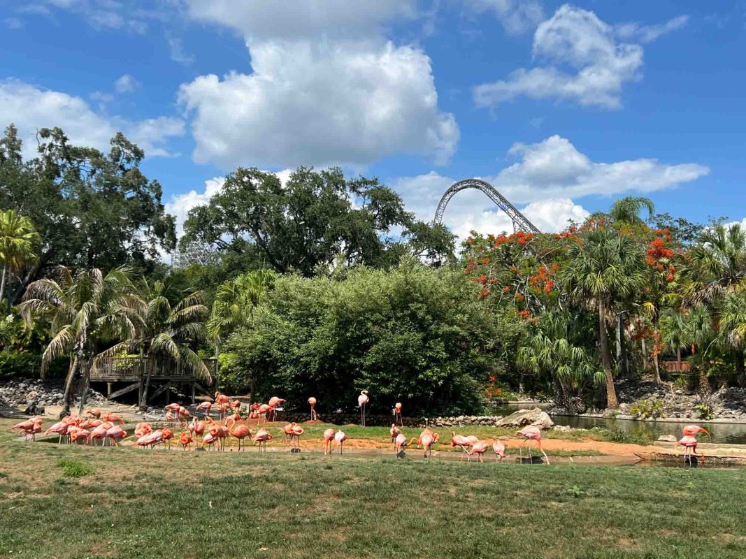 busch gardens with flamingoes