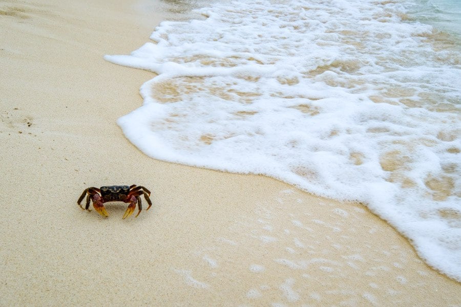 Crab at Labengki Beach