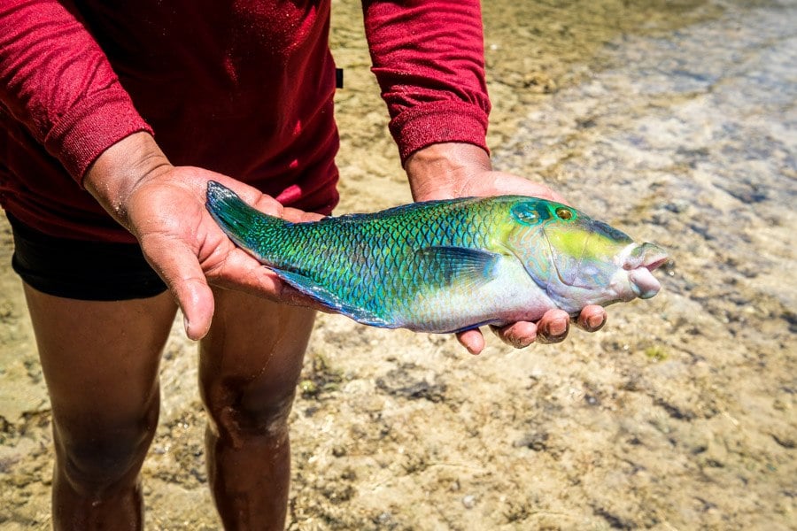Sulawesi fisherman holding a colorful fish