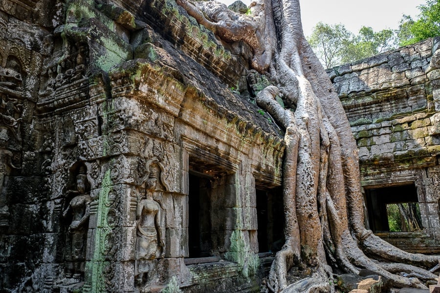 Tree roots at Ta Prohm temple in Angkor Wat Cambodia